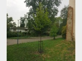 thmb-v-ramci-akce-vysazeny-platan-a-javor-u-vjezdu-na-dvur-zs-tyrsova-lp-2018-386.JPG